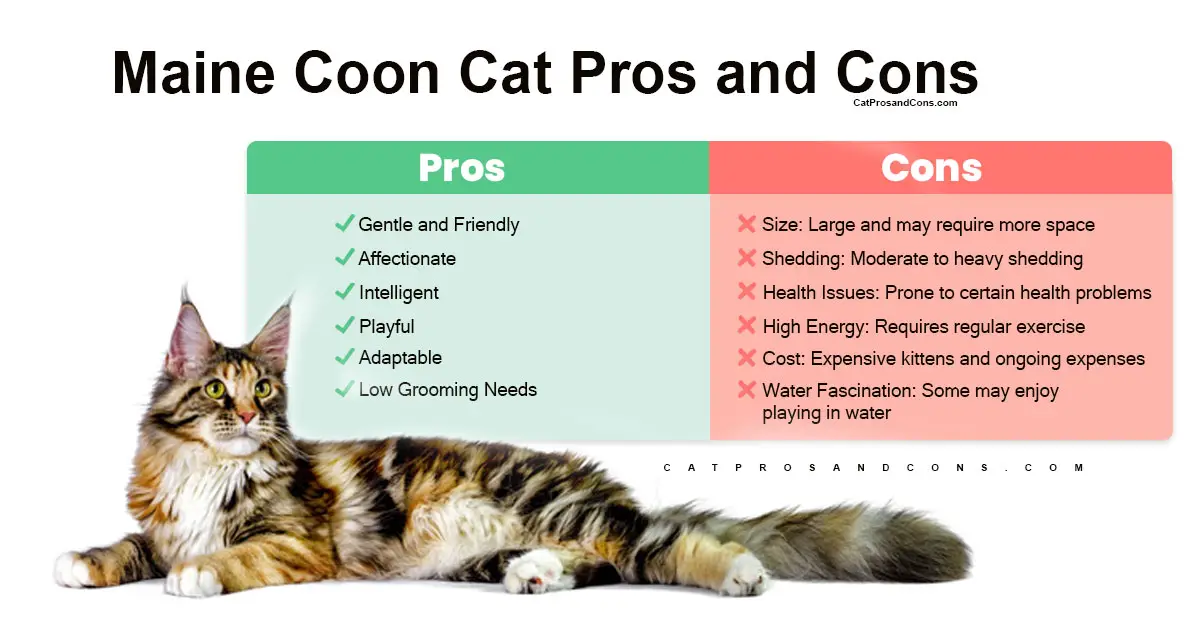 Maine-Coon-Cat-Pros-and-Cons