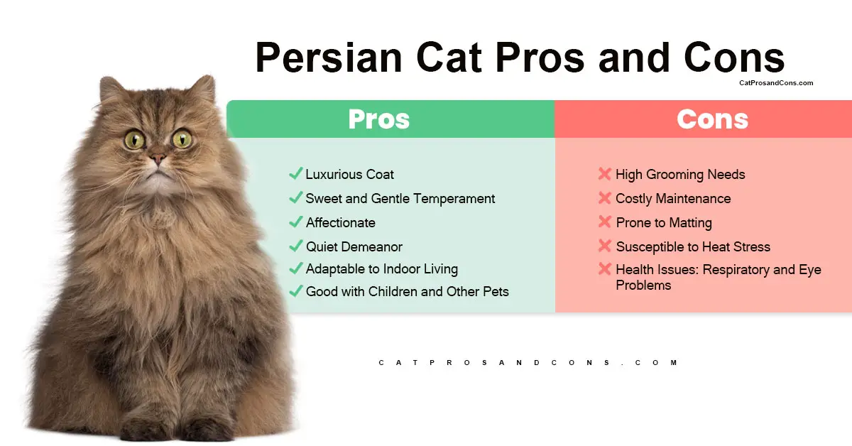 Persian-Cat-Pros-and-Cons