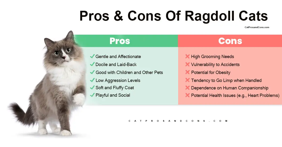 Pros-And-Cons-Of-Ragdoll-Cats