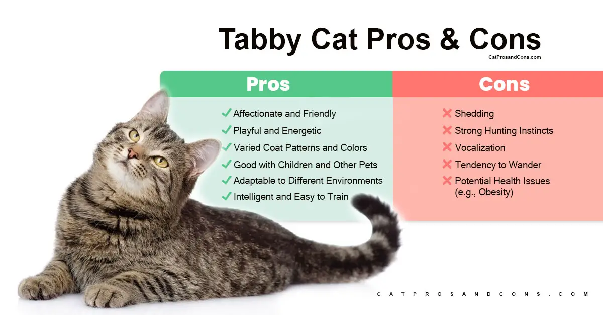 Tabby-Cats-Pros-and-Cons