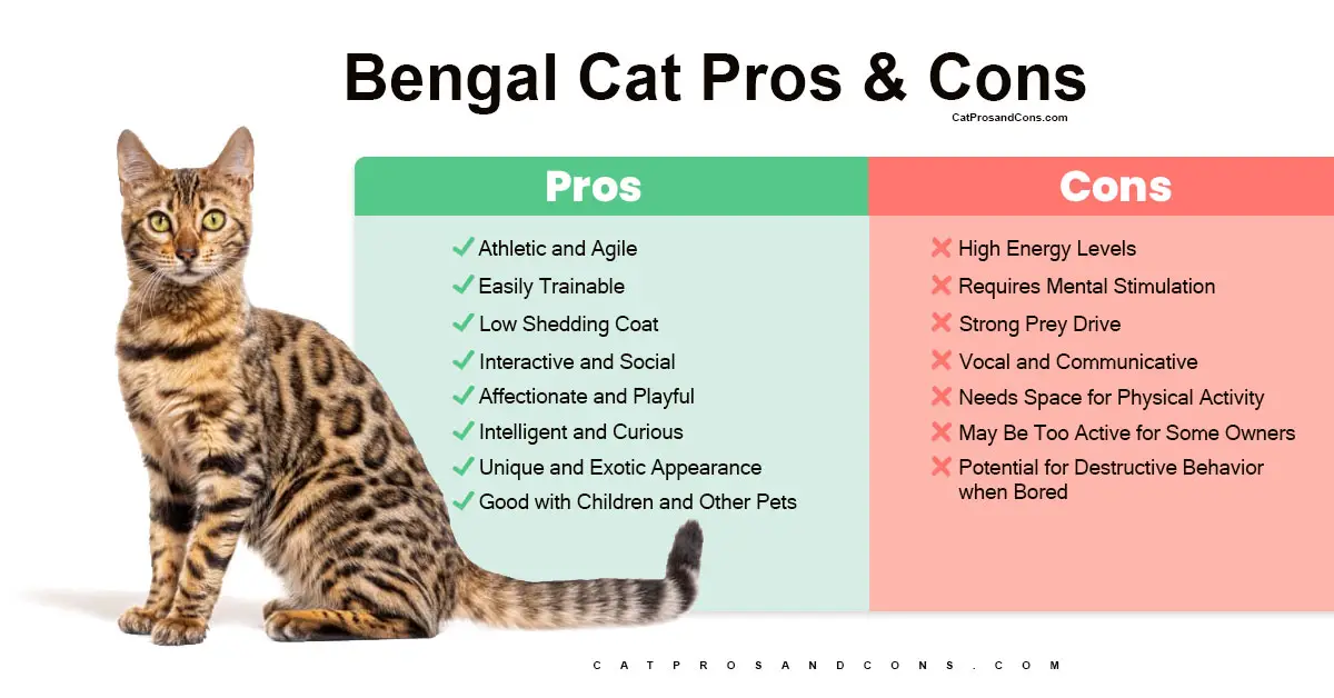 bengal-cat-pros-and-cons