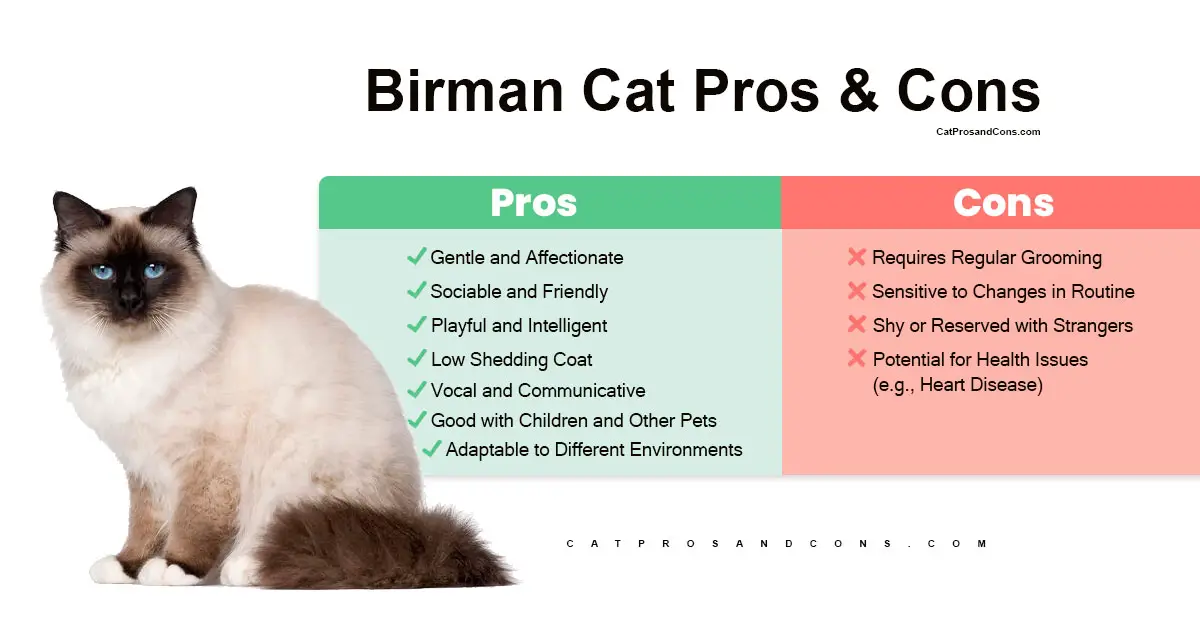 birman-cat-pros-and-cons