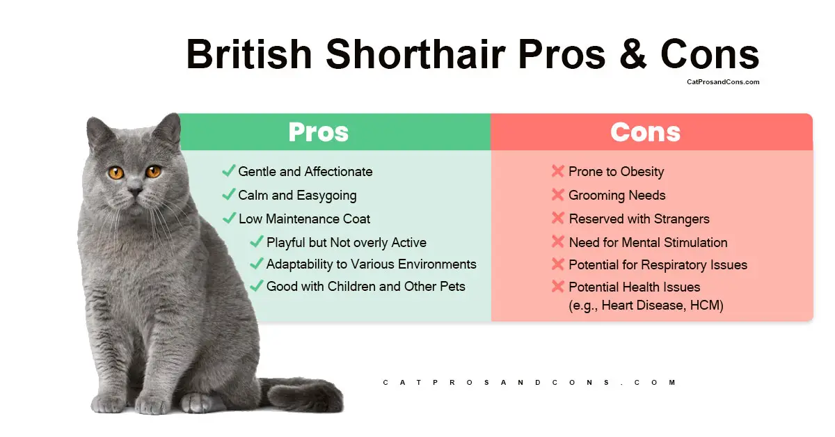 british-shorthair-pros-and-cons