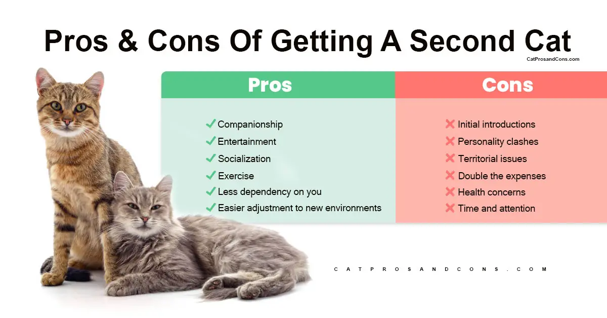 getting-a-second-cat-pros-and-cons