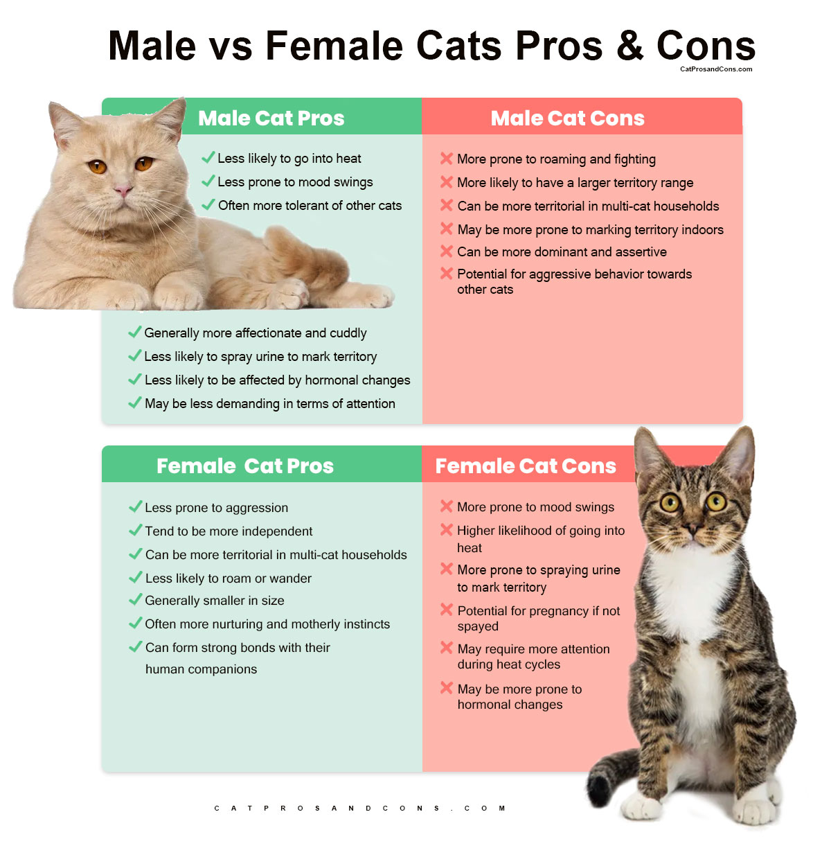 male-vs-female-cats-pros-and-cons