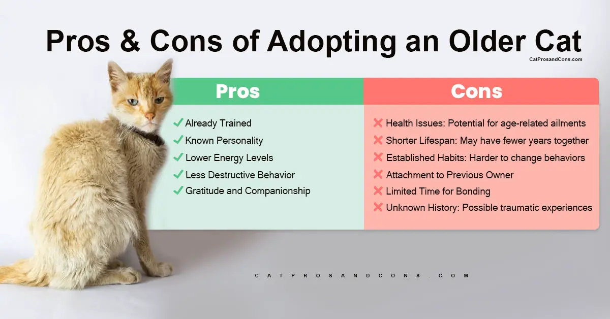 pros-and-cons-of-adopting-an-older-cat