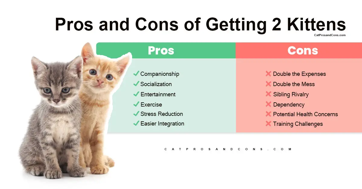 pros-and-cons-of-getting-2-kittens