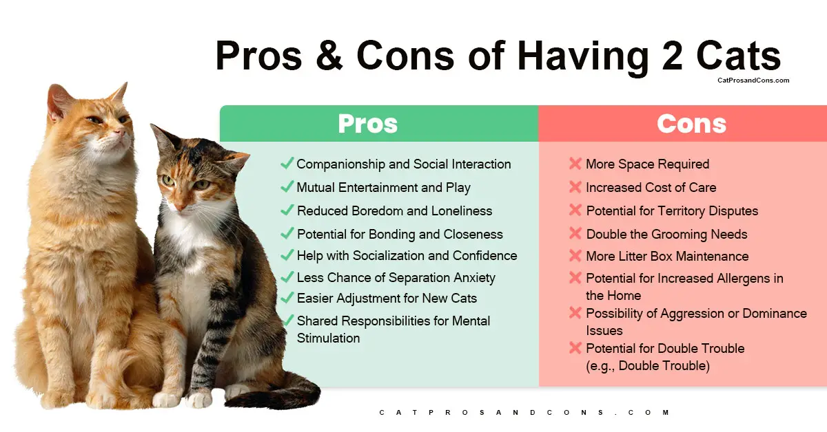 pros-and-cons-of-having-2-cats