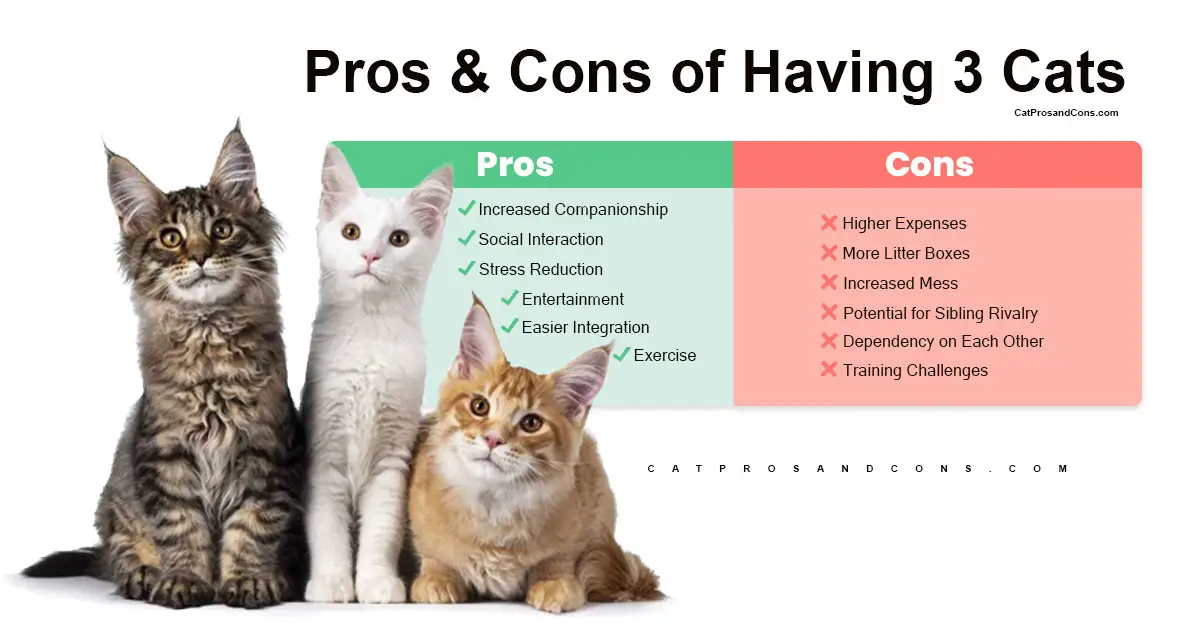 pros-and-cons-of-having-3-cats