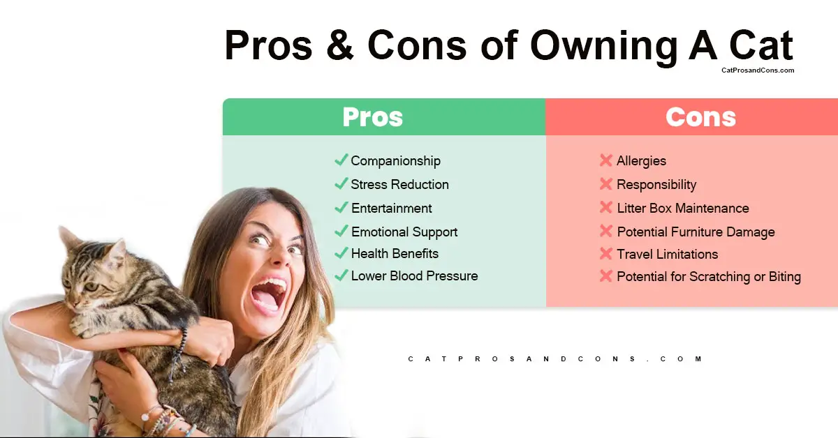 pros-and-cons-of-owning-a-cat