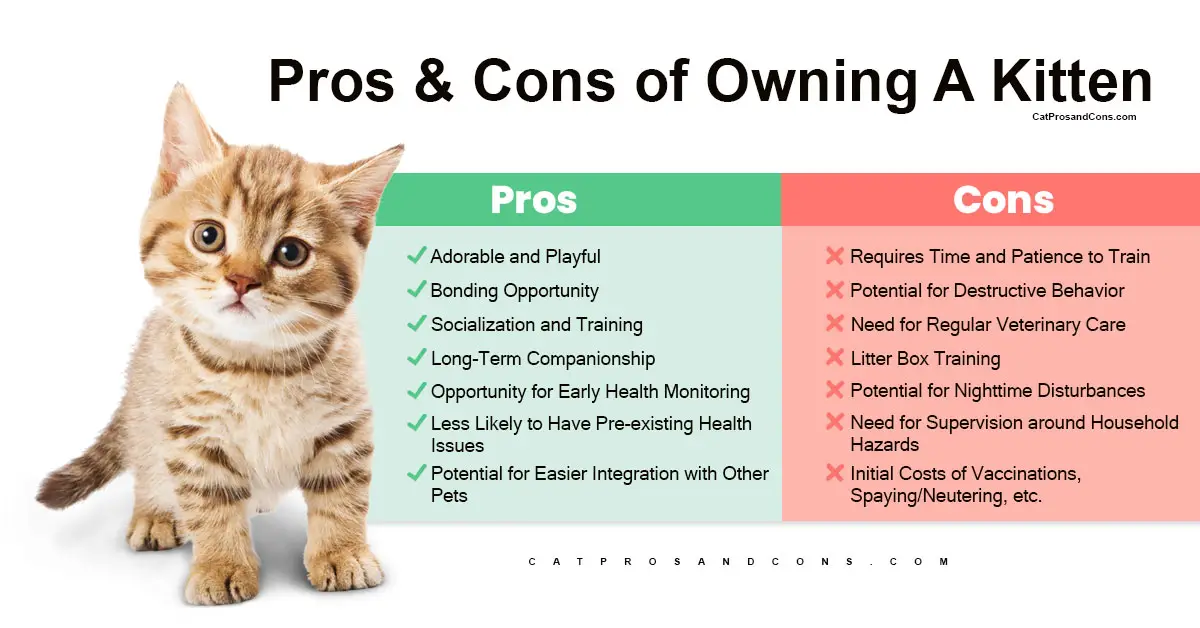 pros-and-cons-of-owning-a-kitten