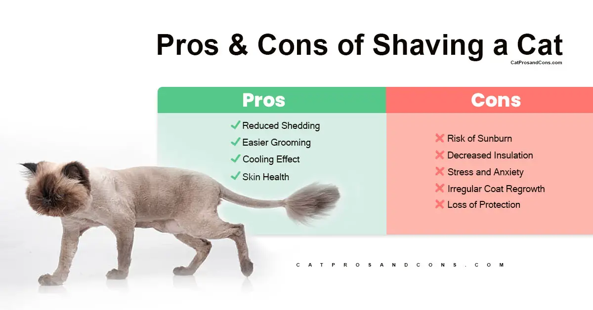 pros-and-cons-of-shaving-a-cat