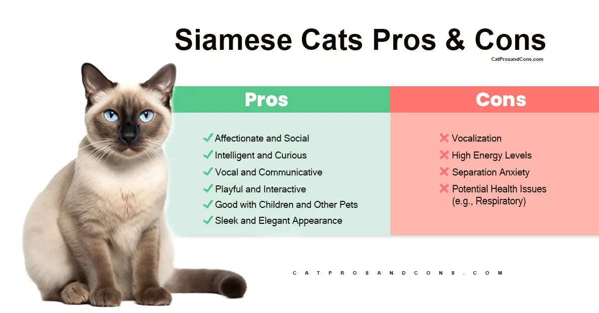 siamese-cat-pros-and-cons